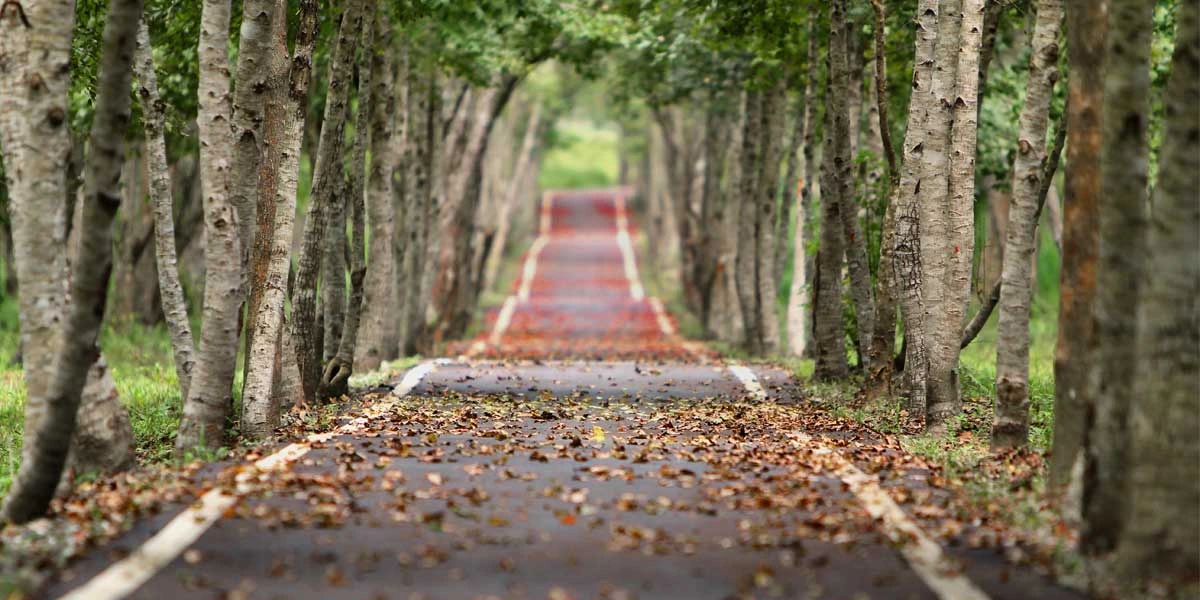 Odisha government raps NHAI for poor road upkeep